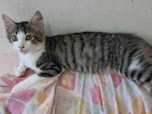 Gato raça SRD-ViraLata idade 2 a 6 meses nome Fábio 