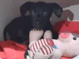 Lilica