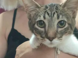 Gato raça Angorá idade 2 a 6 meses nome Moreninho