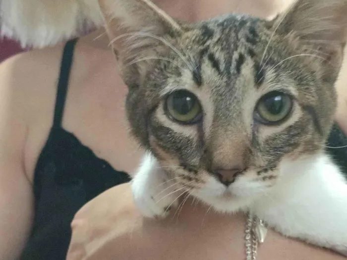 Gato ra a Angorá idade 2 a 6 meses nome Moreninho