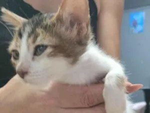 Gato raça Angorá idade 2 a 6 meses nome Miudo