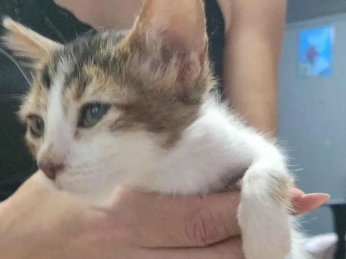 Gato ra a Angorá idade 2 a 6 meses nome Miudo