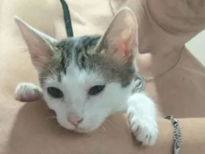 Gato raça Angorá idade 2 a 6 meses nome Branquinha 