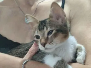 Gato raça Angorá idade 2 a 6 meses nome Mini Pri