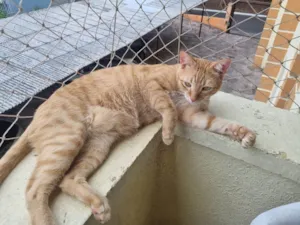 Gato raça SRD-ViraLata idade 2 anos nome Simba