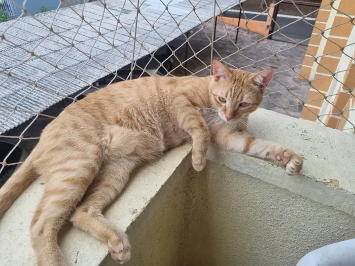 Gato ra a SRD-ViraLata idade 2 anos nome Simba