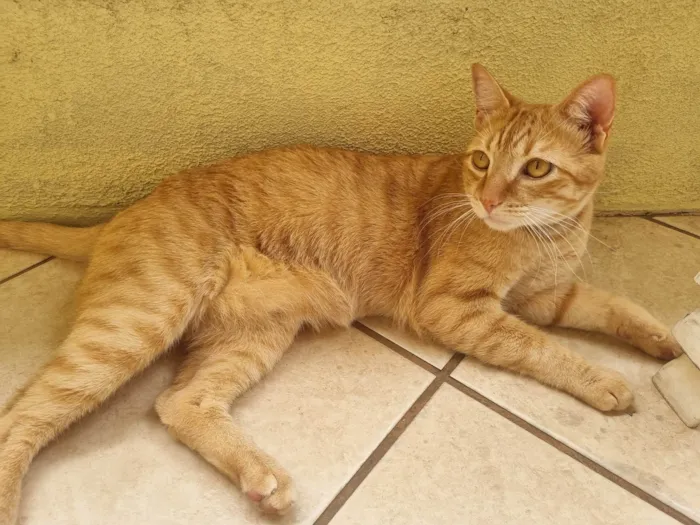 Gato ra a SRD-ViraLata idade 2 anos nome Simba