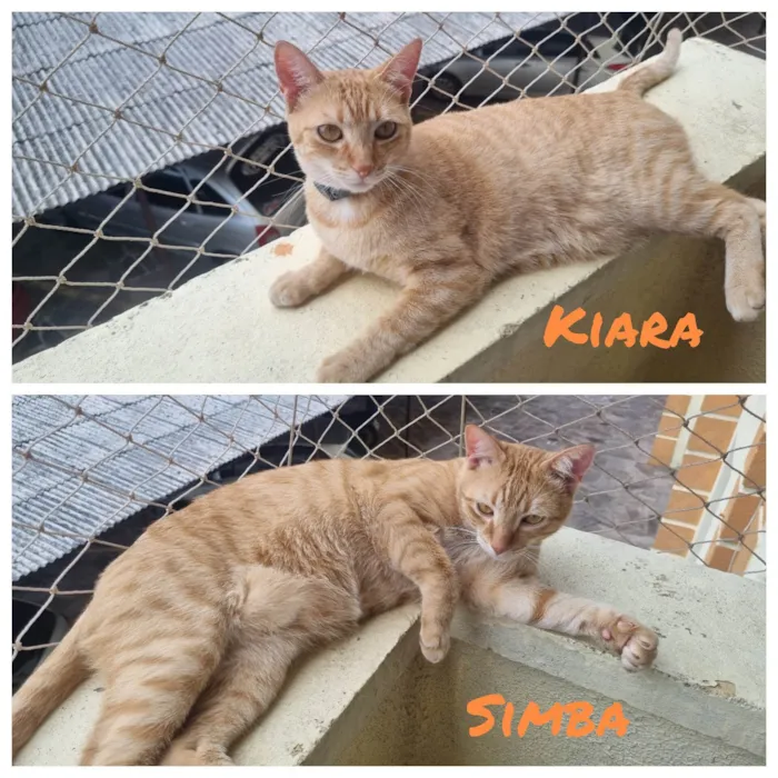 Gato ra a SRD-ViraLata idade 2 anos nome Simba & Kiara