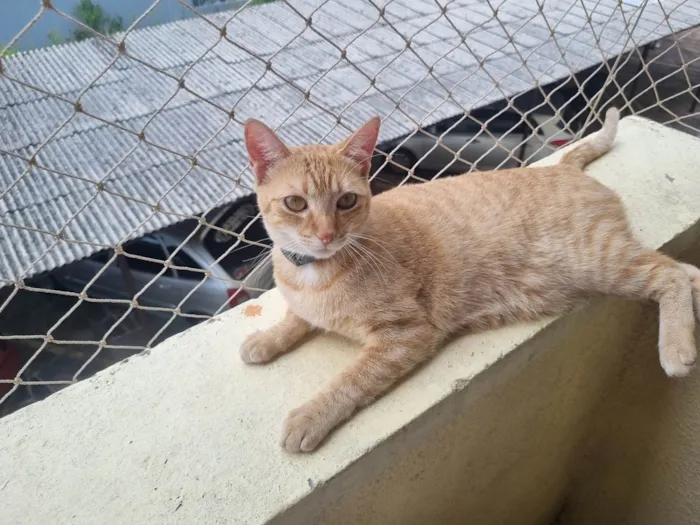 Gato ra a SRD-ViraLata idade 2 anos nome Simba & Kiara