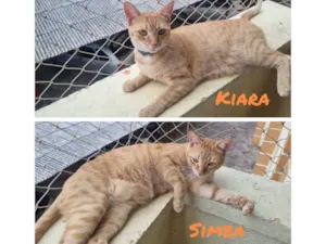 Gato raça SRD-ViraLata idade 2 anos nome Simba & Kiara