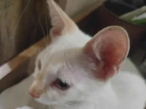 Gato raça SRD-ViraLata idade 2 a 6 meses nome Mingau 