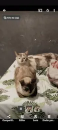 Mignon