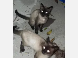 Gato raça Siamês idade 1 ano nome lineu e agostinho