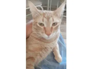 Gato raça SRD-ViraLata idade 2 anos nome Ícaro 