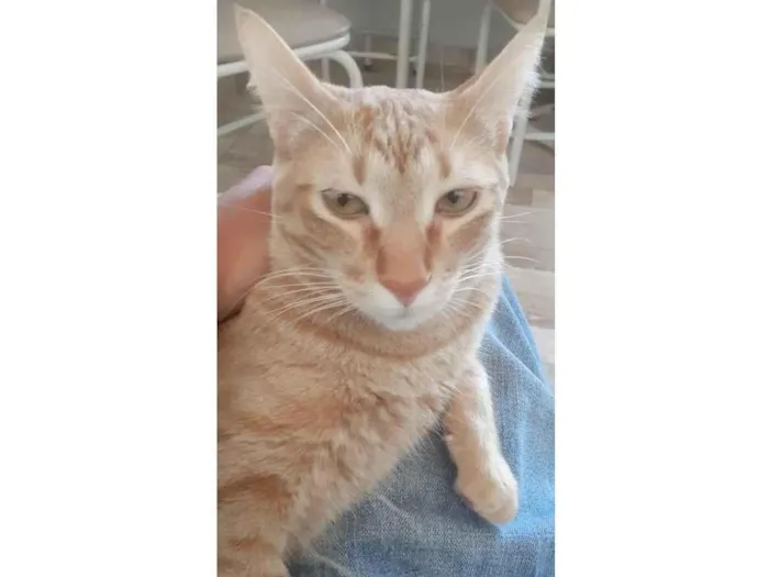 Gato ra a SRD-ViraLata idade 2 anos nome Ícaro 