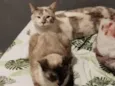 Mignon