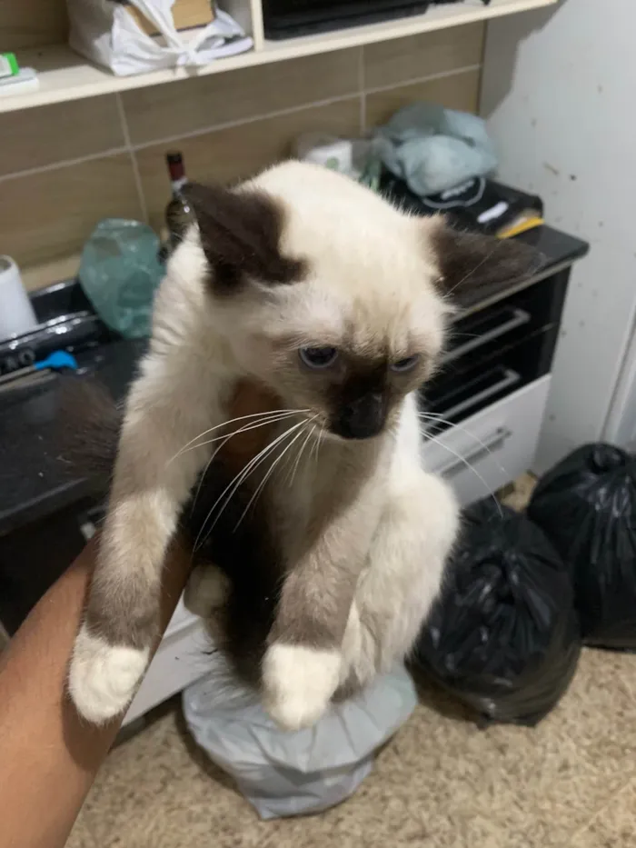 Gato ra a Siamês idade 2 a 6 meses nome 6 filhotes. 