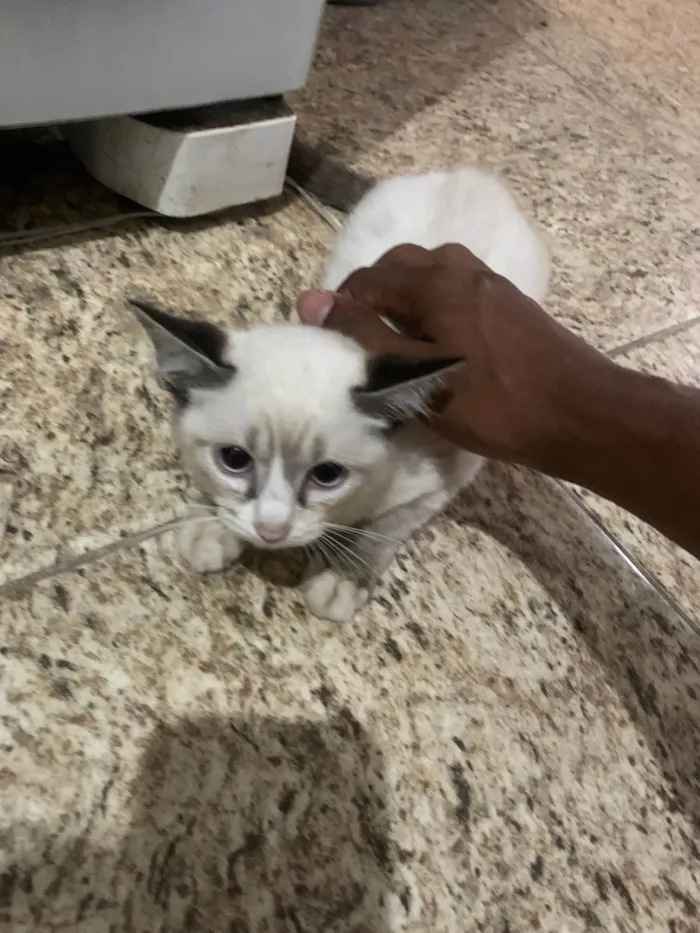 Gato ra a Siamês idade 2 a 6 meses nome 6 filhotes. 