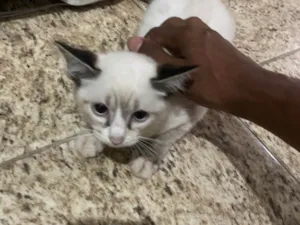 Gato raça Siamês idade 2 a 6 meses nome 6 filhotes. 