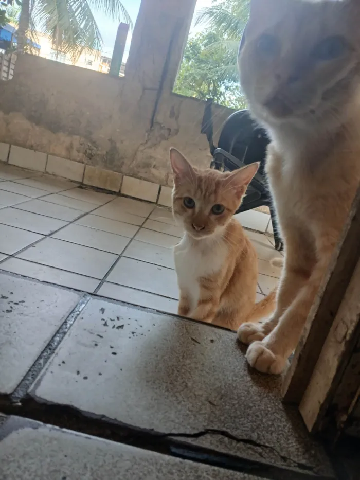 Gato ra a Exótico idade 1 ano nome Já morreu 