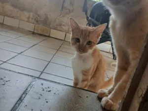 Gato raça Exótico idade 1 ano nome Já morreu 