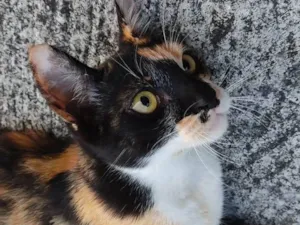 Gato raça SRD-ViraLata idade 2 a 6 meses nome Gatinha 