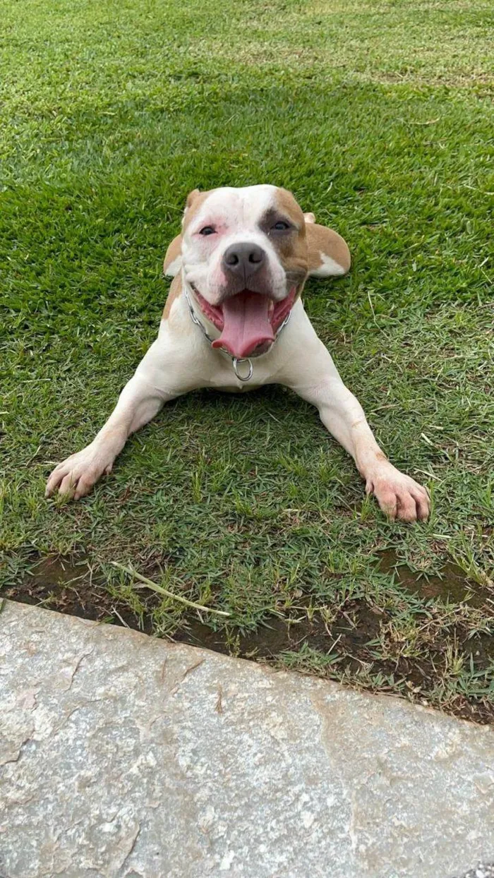 Cachorro ra a Pit-Bull idade 2 anos nome Tequila e Bananinha 