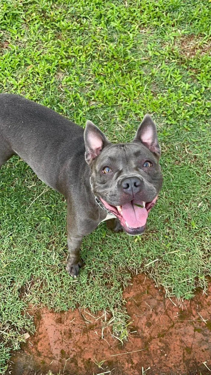 Cachorro ra a Pit-Bull idade 2 anos nome Tequila e Bananinha 