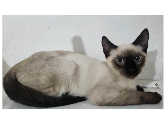 Gato ra a Siamês idade 2 a 6 meses nome Pablo