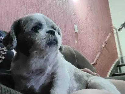 Cachorro raça Shitzu idade 4 anos nome Lili 