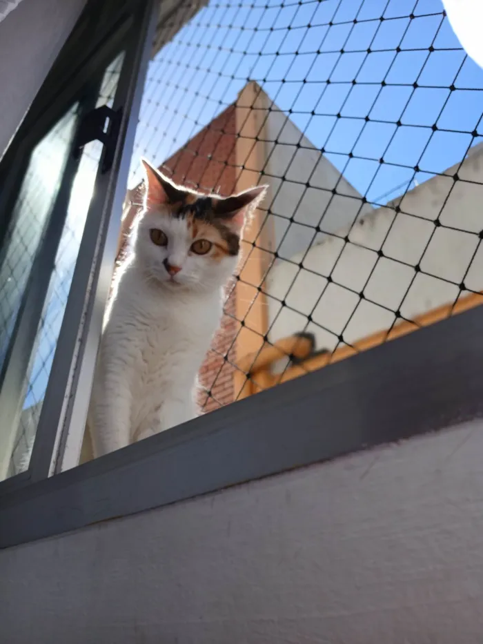 Gato ra a SRD-ViraLata idade 2 anos nome Titi 