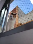 Titi