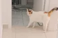 Titi