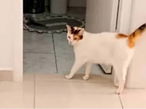 Gato raça SRD-ViraLata idade 2 anos nome Titi 