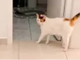 Titi