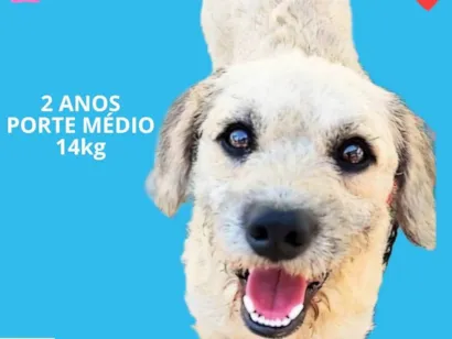Cachorro raça Poodle idade 2 anos nome Billy