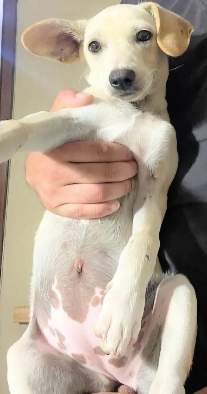Cachorro ra a SRD-ViraLata idade 2 a 6 meses nome Guta