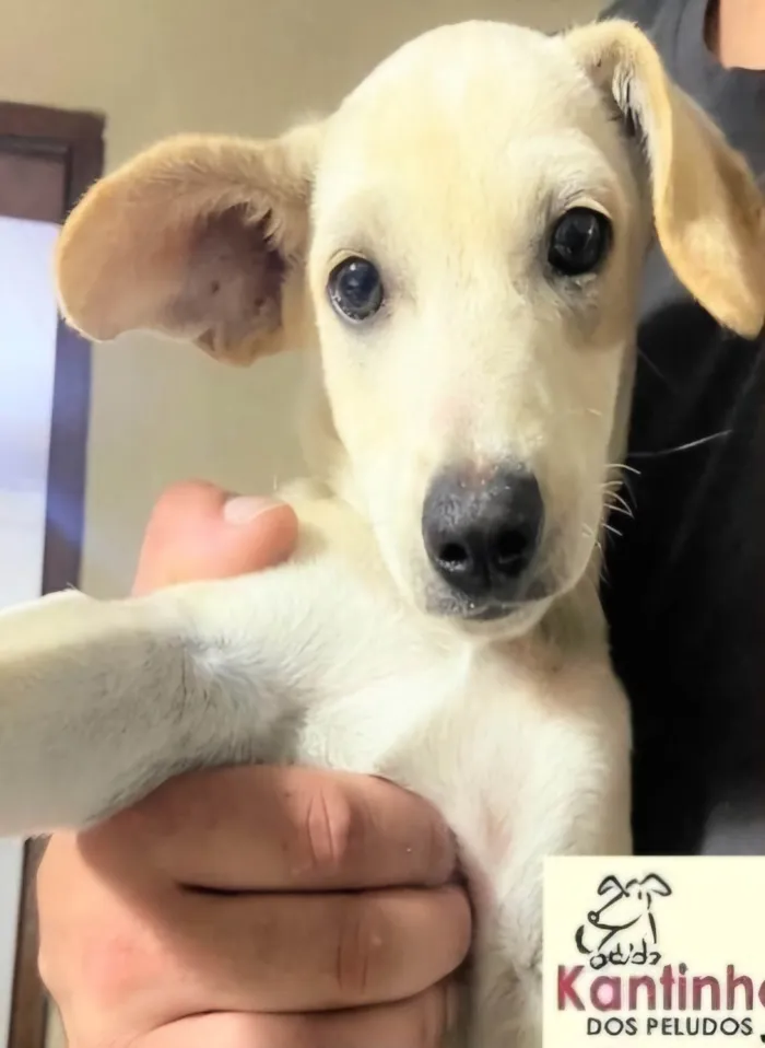 Cachorro ra a SRD-ViraLata idade 2 a 6 meses nome Guta