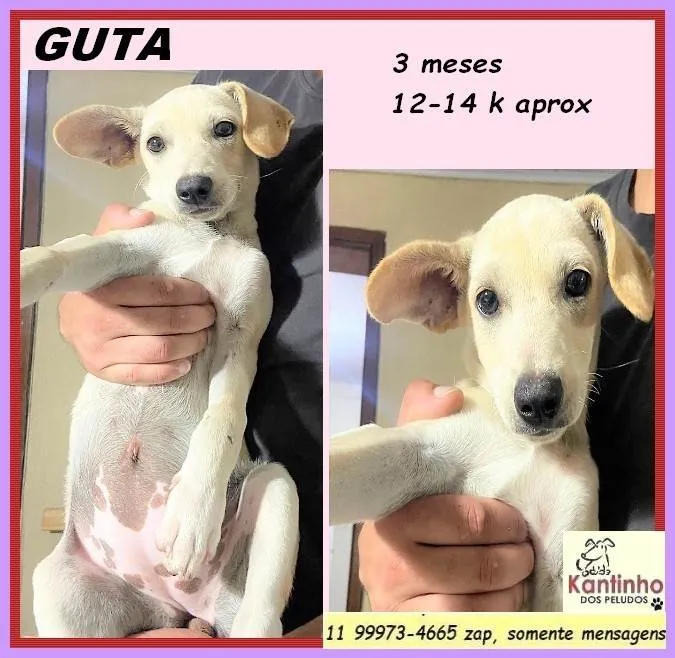 Cachorro ra a SRD-ViraLata idade 2 a 6 meses nome Guta