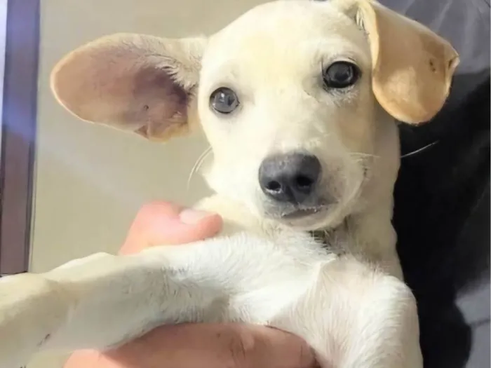 Cachorro ra a SRD-ViraLata idade 2 a 6 meses nome Guta