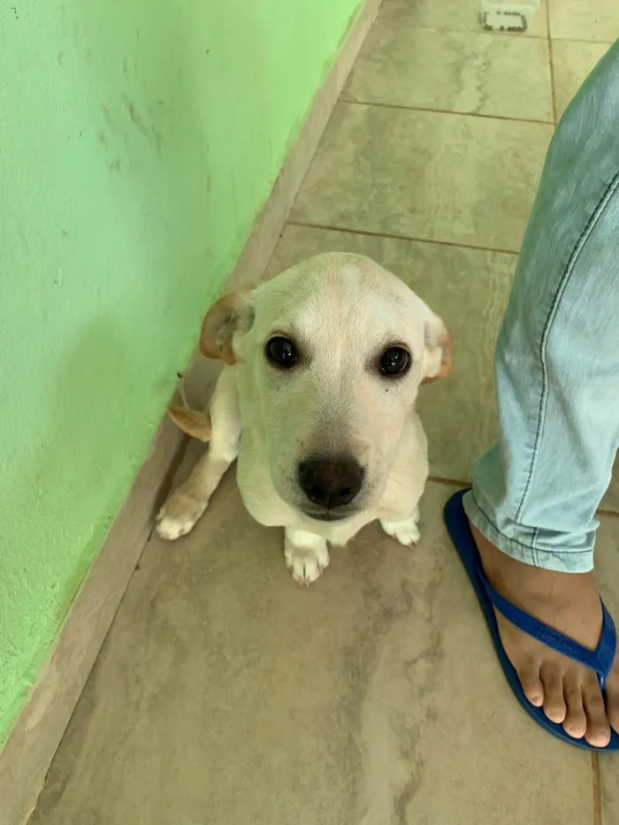 Cachorro ra a SRD-ViraLata idade 7 a 11 meses nome Mel 