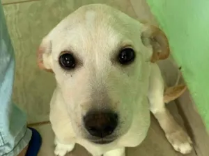 Cachorro raça SRD-ViraLata idade 7 a 11 meses nome Mel 