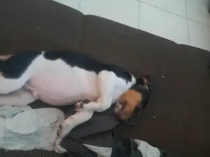 Cachorro raça SRD-ViraLata idade 2 a 6 meses nome Soneca