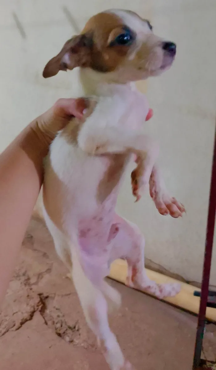 Cachorro ra a SRD-ViraLata idade 4 anos nome 3 Filhotes Macho