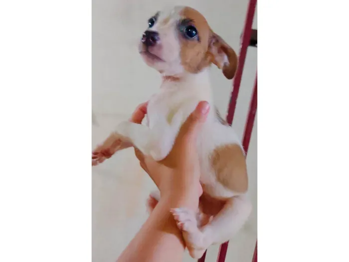 Cachorro ra a SRD-ViraLata idade 4 anos nome 3 Filhotes Macho