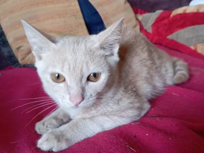 Gato raça SRD-ViraLata idade 2 a 6 meses nome Laranjinha