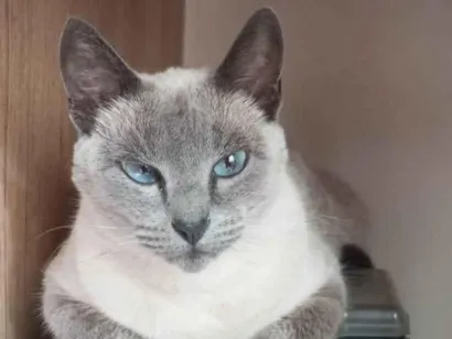 Gato raça Siamês idade 2 anos nome VITORIA