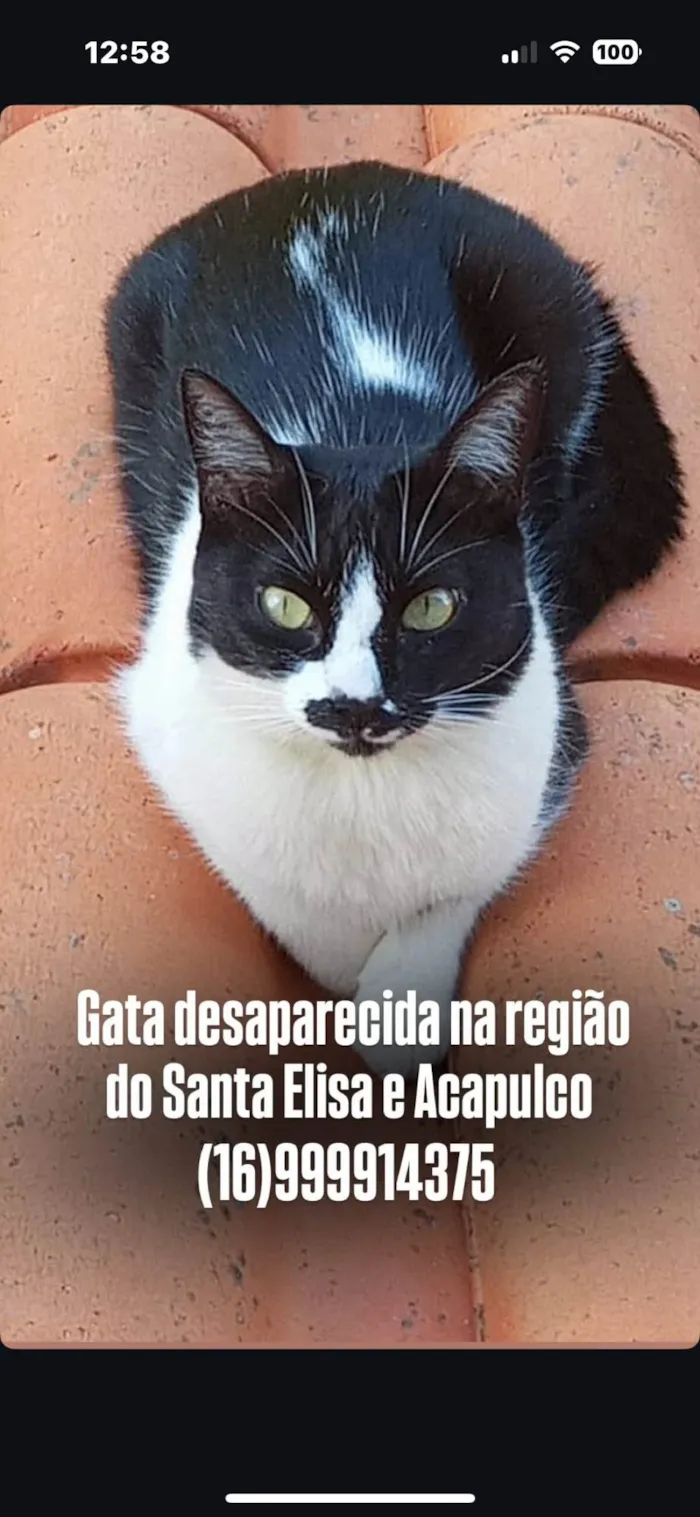 Gato ra a SRD-ViraLata idade 2 anos nome kiara