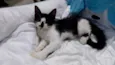 Fofinho 2