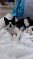 Fofinho 2